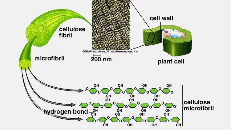 cellulose Microfibril