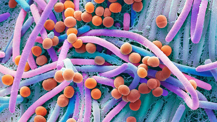 Growth of Microorganisms