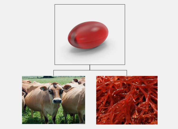 Sources of Gelatin