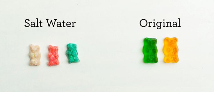 Gummy Bear Osmosis Experiment-2