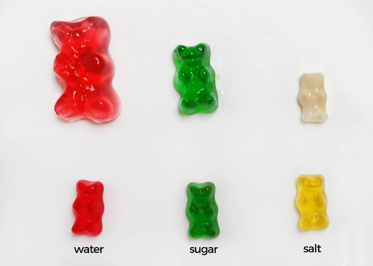 Gummy Bear Osmosis Experiment-7