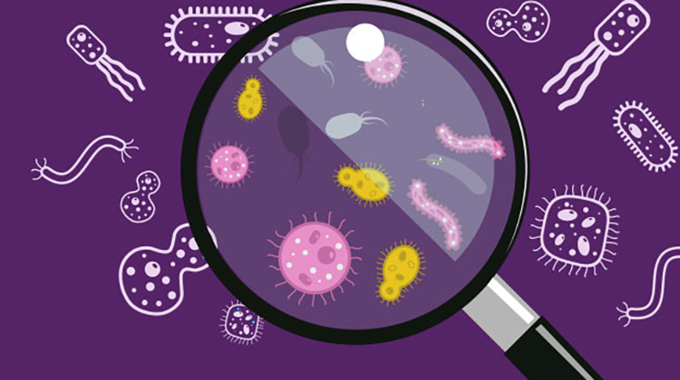 Microbial Growth