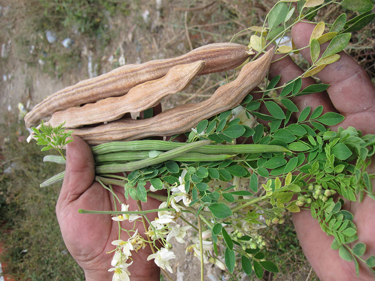 Moringa Packaging-2