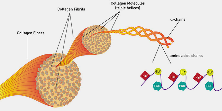 Structural Core of Gelatin and Pectin