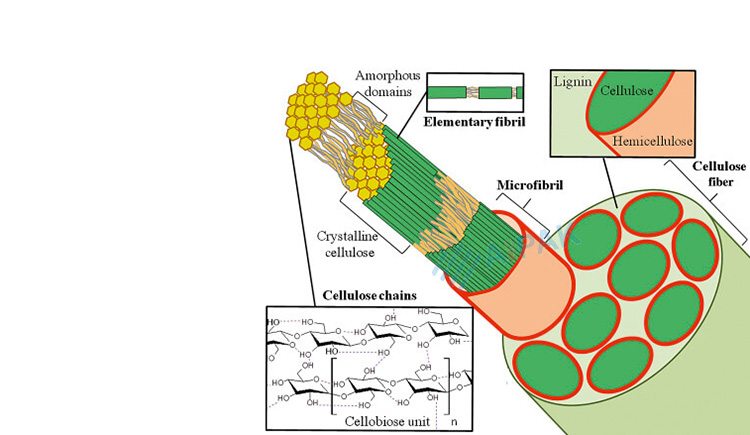 Cellulose-used-for-food-packaging