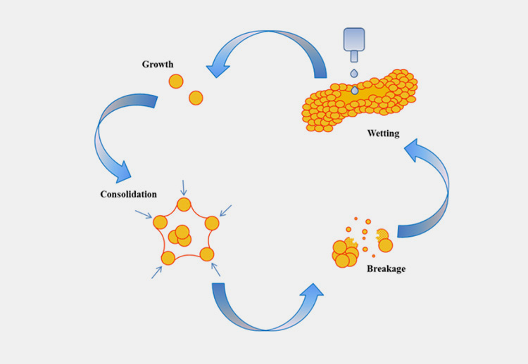 Growth and Coalescence