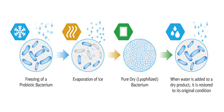 Primary Drying – Sublimation Phase