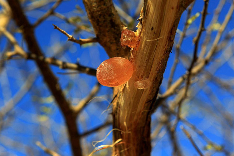 Common Name for Gum Arabic