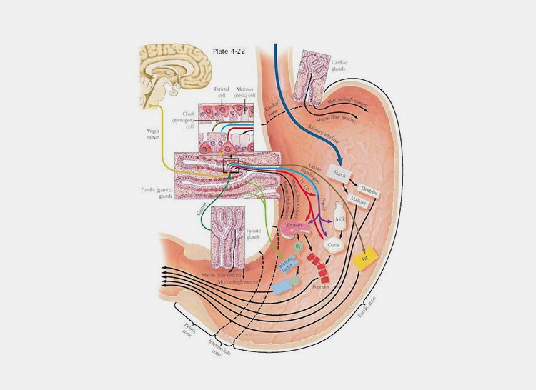 Easier digestion and absorption