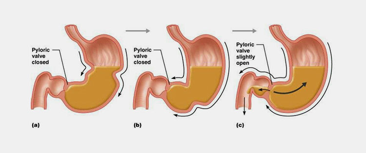 Gastric emptying time