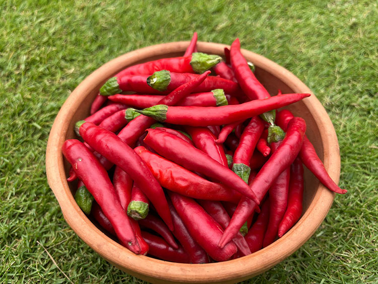 Good quality of red chili
