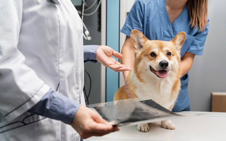 Veterinary Industry