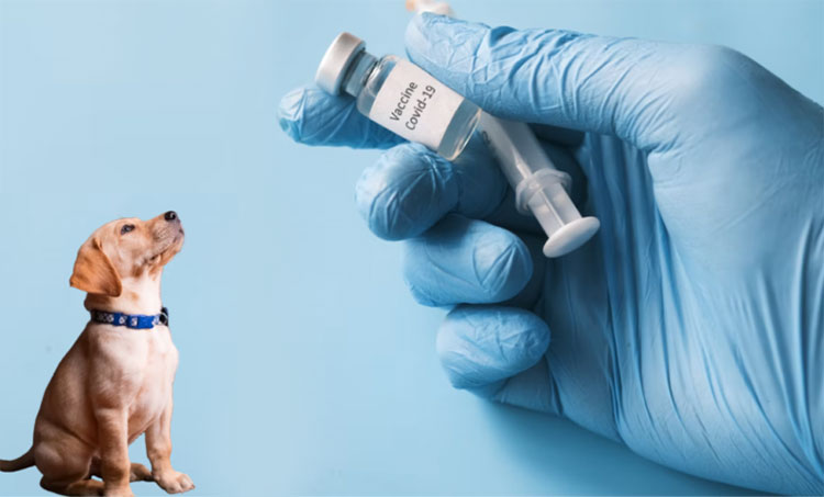Veterinary industry