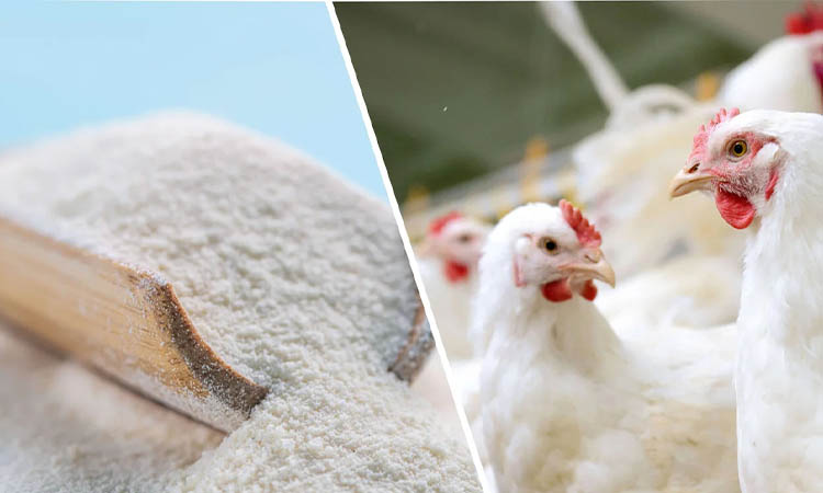 Poultry